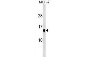 HIST1H2AG Antibody (C-term) (ABIN1536631 and ABIN2850050) western blot analysis in MCF-7 cell line lysates (35 μg/lane). (HIST1H2AG Antikörper  (C-Term))