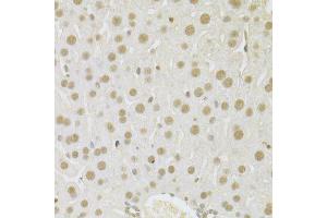 Immunohistochemistry of paraffin-embedded mouse liver using SFN Antibody. (14-3-3 sigma/SFN Antikörper  (AA 1-248))