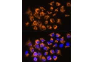 Immunofluorescence analysis of HeLa cells using  Rabbit pAb (ABIN6134011, ABIN6136599, ABIN6136600 and ABIN6224718) at dilution of 1:100. (ADRB3 Antikörper  (AA 1-100))