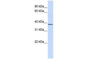 WB Suggested Anti-ATF4 Antibody Titration:  0. (ATF4 Antikörper  (Middle Region))