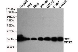 Western blot detection of CDX2 in Hela,Caco2,C2C12,S,COS7,HepG2 and 3T3 cell lysates using CDX2 mouse mAb (1:1000 diluted).