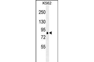 RPS6KA1 antibody (ABIN659087 and ABIN2838075) western blot analysis in K562 cell line lysates (35 μg/lane). (RPS6KA1 Antikörper)