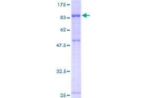 PWP1 Protein (AA 1-501) (GST tag)