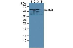 Figure. (KMO Antikörper  (AA 1-282))