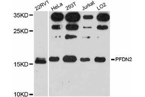 Western blot analysis of extracts of various cell lines, using PFDN2 antibody. (PFDN2 Antikörper)