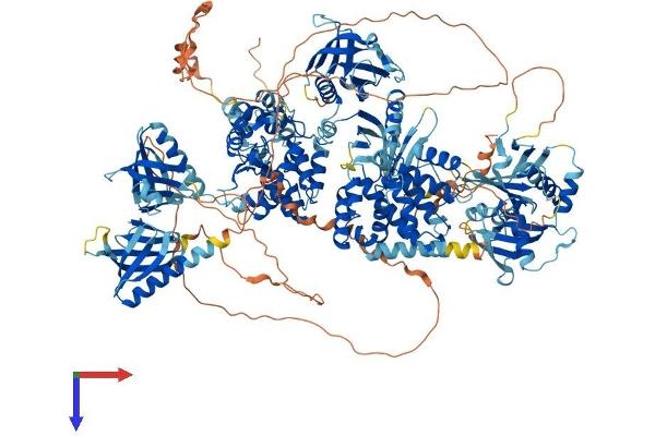 ARAP1 Protein (AA 1-1452) (His tag)