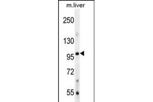 Bmp1 Antibody  (ABIN388451 and ABIN2848776) western blot analysis in mouse liver tissue lysates (35 μg/lane). (BMP1 Antikörper  (C-Term))