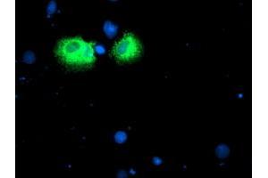 Anti-IDS mouse monoclonal antibody (ABIN2455542) immunofluorescent staining of COS7 cells transiently transfected by pCMV6-ENTRY IDS (RC219187). (IDS Antikörper)