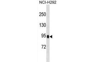 PRSS36 Antibody (Center) (ABIN1881693 and ABIN2838798) western blot analysis in NCI- cell line lysates (35 μg/lane). (PRSS36 Antikörper  (AA 288-317))