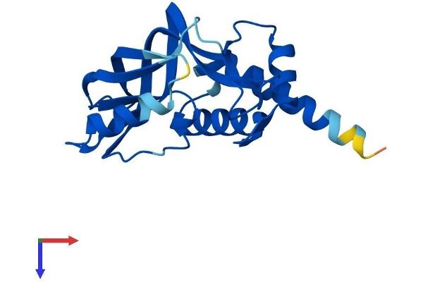 CHAC2 Protein (AA 1-184) (His tag)