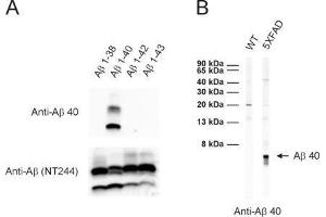 A: ECL detection of different synthetic Abeta species with anti-Abeta 40 (dilution 1 : 1000) and a monoclonal anti-Abeta antibody (clone NT244, cat. (Abeta 1-40 Antikörper)