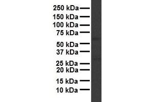 WB Suggested Anti-APOH antibody Titration: 1 ug/mL Sample Type: Human liver (APOH Antikörper  (N-Term))