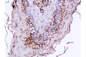 Formalin-fixed and paraffin embedded rat stomach labeled with Anti-Ghrelin 28 Polyclonal Antibody, Unconjugated  at 1:200 followed by conjugation to the secondary antibody and DAB staining (Ghrelin Antikörper  (AA 24-51))