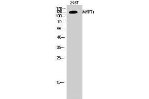 Western Blotting (WB) image for anti-Myosin Phosphatase, Target Subunit 1 (PPP1R12A) (Thr103) antibody (ABIN3176190) (PPP1R12A Antikörper  (Thr103))