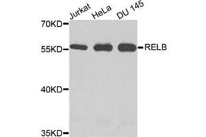 Western blot analysis of extracts of various cells, using RELB antibody. (RELB Antikörper)