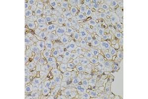 Immunohistochemistry of paraffin-embedded mouse liver using CLDN3 antibody. (Claudin 3 Antikörper)