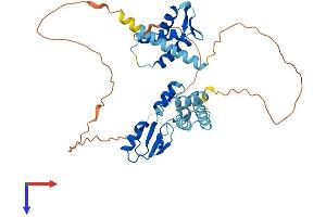 LYAR Protein (AA 1-379) (His tag)