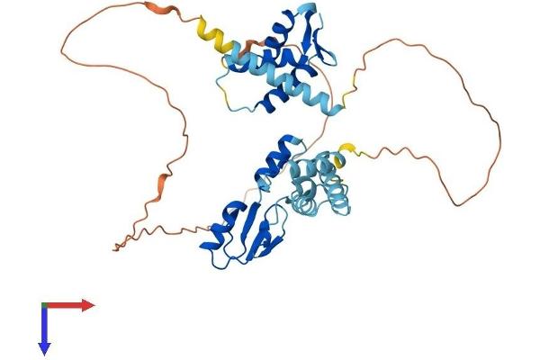 LYAR Protein (AA 1-379) (His tag)