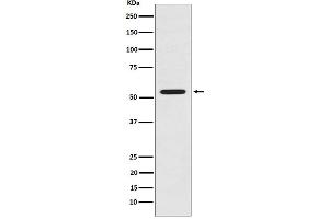 Western blot analysis of LMAN1 expression in HeLa cell lysate. (Rekombinanter LMAN1 Antikörper)