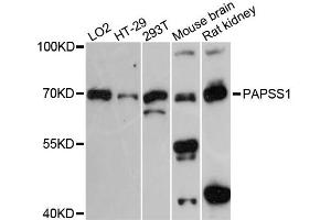 Western blot analysis of extracts of various cell lines, using PAPSS1 antibody.