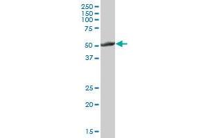 Western Blotting (WB) image for anti-Cytochrome P450, Family 2, Subfamily E, Polypeptide 1 (CYP2E1) (AA 1-493) antibody (ABIN514836)
