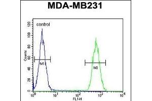 CLTA Antibody (Center) (ABIN652956 and ABIN2842611) flow cytometric analysis of MDA-M cells (right histogram) compared to a negative control cell (left histogram). (CLTA Antikörper  (AA 99-127))