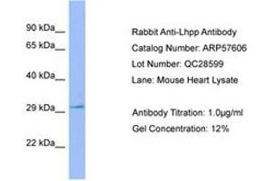 Image no. 1 for anti-Phospholysine Phosphohistidine Inorganic Pyrophosphate Phosphatase (LHPP) (C-Term) antibody (ABIN6749941) (LHPP Antikörper  (C-Term))