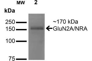 Western Blot analysis of Monkey COS cells transfected with GFP-tagged NR2A showing detection of ~170 kDa GluN2A/NR2A protein using Mouse Anti-GluN2A/NR2A Monoclonal Antibody, Clone S327-95 . (NMDAR2A Antikörper  (AA 75-325) (PerCP))
