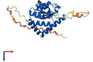 SRRD Protein (AA 1-249) (His tag)