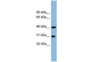 WB Suggested Anti-PPID Antibody Titration: 0. (PPID Antikörper  (N-Term))