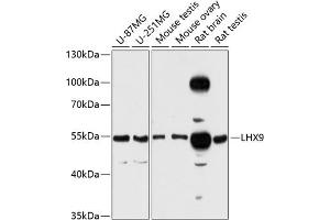 Western blot analysis of extracts of various cell lines, using LHX9 antibody (ABIN6128182, ABIN6143202, ABIN6143203 and ABIN6216456) at 1:3000 dilution. (LHX9 Antikörper  (AA 1-70))