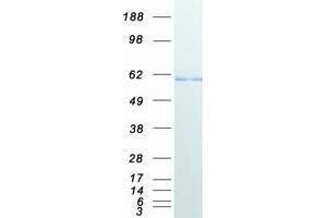 Western Blotting (WB) image for Histone Deacetylase 1 (HDAC1) protein (Myc-DYKDDDDK Tag) (ABIN2722472)