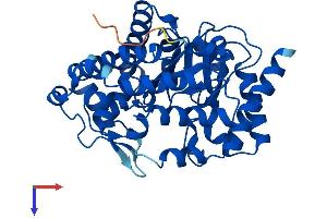 UROD Protein (AA 1-367) (His tag)