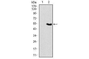 Image no. 3 for anti-Vav 1 Oncogene (VAV1) antibody (ABIN1490879) (VAV1 Antikörper)