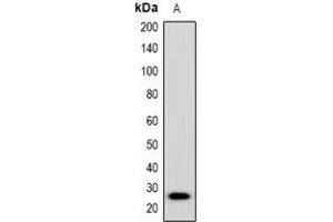 Western blot analysis of Placental Lactogen expression in mouse brain (A) whole cell lysates. (CSH1 Antikörper  (C-Term))