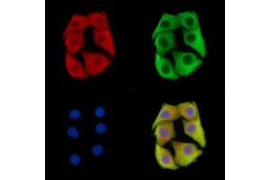 ABIN7096313 and ABIN7100375 staining Hela cells by IF/ICC.