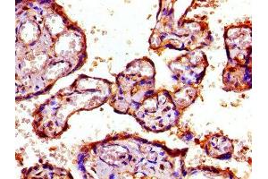 Immunohistochemistry (IHC) image for anti-Proteasome (Prosome, Macropain) 26S Subunit, Non-ATPase, 7 (PSMD7) (AA 1-324), (Regulatory Subunit 7) antibody (ABIN7142217)