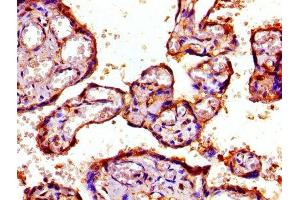 IHC image of ABIN7142217 diluted at 1:800 and staining in paraffin-embedded human placenta tissue performed on a Leica BondTM system. (PSMD7 Antikörper  (Regulatory Subunit 7))