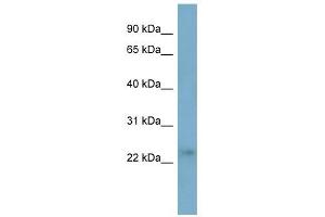 FTHL17 antibody used at 1 ug/ml to detect target protein. (FTHL17 Antikörper  (Middle Region))