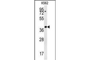 DGCR14 Antibody (Center) (ABIN657859 and ABIN2846816) western blot analysis in K562 cell line lysates (35 μg/lane). (DGCR14 Antikörper  (AA 217-244))