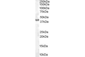 Image no. 1 for anti-Caudal Type Homeobox 2 (CDX2) (Internal Region) antibody (ABIN374665)