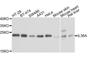 Western blot analysis of extracts of various cell lines, using IL36A antibody.