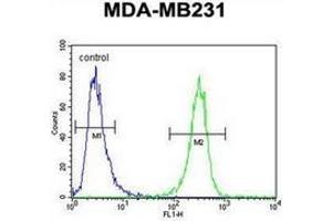Flow cytometric analysis of MDA-MB231 cells using HFM1 Antibody (C-term) Cat. (HFM1 Antikörper  (C-Term))