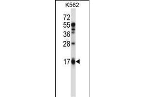 EDN2 Antibody (C-term) (ABIN657784 and ABIN2846758) western blot analysis in K562 cell line lysates (35 μg/lane). (Endothelin 2 Antikörper  (C-Term))