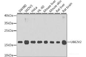 Western blot analysis of extracts of various cell lines using UBE2V2 Polyclonal Antibody at dilution of 1:1000. (UBE2V2 Antikörper)
