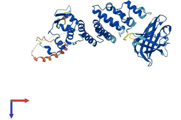 BTBD1 Protein (AA 1-488) (His tag)