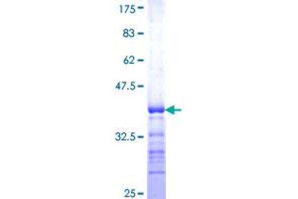 GPR37L1 Protein (AA 27-130) (GST tag)