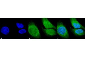 Immunocytochemistry/Immunofluorescence analysis using Rabbit Anti-GRP78 (Bip) Polyclonal Antibody (ABIN863189 and ABIN863190). (GRP78 Antikörper  (N-Term))