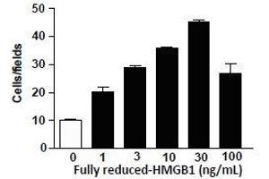 Migration assay with 3T3 mouse cells (HMGB1 Protein (Fully reduced))