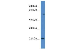 Rab10 antibody - C-terminal region  validated by WB using Mouse Kidney lysate at 1ug/ml. (RAB10 Antikörper  (C-Term))